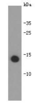 Western Blot: IL-31 Antibody (B7-B0) [NBP2-66905] - Analysis on bioactive recombinant human IL-31 protein using anti-IL-31 Mouse mAb.