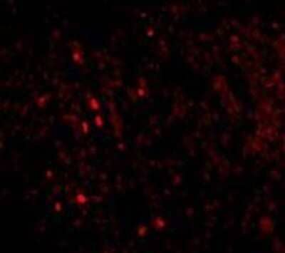 Immunocytochemistry/Immunofluorescence: IL-33 Antibody (12B3C4) [NBP1-75516] - Human lymph node tissue with IL-33 antibody at 20 ug/mL.