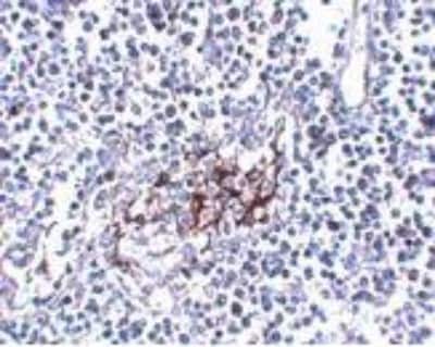 Immunohistochemistry-Paraffin: IL-33 Antibody (12B3C4) [NBP1-75516] - Human lymph node tissue with IL-33 antibody at 5 ug/mL.