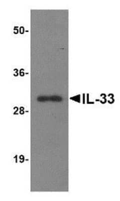 Western Blot: IL-33 Antibody (12B3C4) [NBP1-75516] - Analysis of IL-33 using 125ng of recombinant IL-33 with IL-33 antibody at 1 ug/mL.