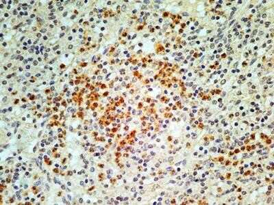Immunohistochemistry: IL-33 Antibody (1C5) - Azide and BSA Free [NBP2-80810] - Analysis of IL33 protein in normal human spleen tissue sections using IL33 antibody (clone 1C5) at a concentration of 5 ug/ml. This antibody stained the nuclei as well as the cytoplasm of granulocytes and some other cell types in the red pulp of spleen ti