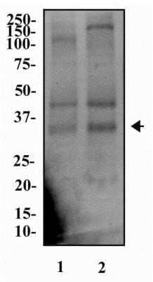 Western Blot: IL-33 Antibody (1C5) - Azide and BSA Free [NBP2-80810] - Analysis of IL33 in (1) U2OS and (2) HUVEC cell lysates. Image from the standard format of this antibody.