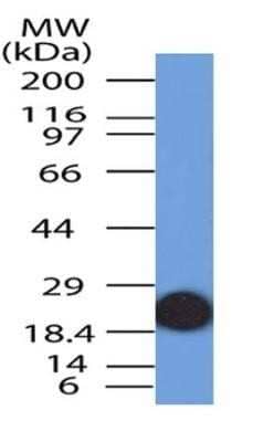 Western Blot: IL-33 Antibody (1C5) - Azide and BSA Free [NBP2-80810] - Analysis of IL33 recombinant protein using IL33 antibody (clone 1C5) at a concentration of 2 ug/ml. Image from the standard format of this antibody.