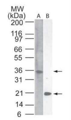 Western Blot: IL-33 Antibody (6H496) - Azide and BSA Free [NBP2-80809] - Analysis of IL-33 using IL-33 monoclonal antibody in (A) HUVEC cell lysate at 10 ug/ml and (B) partial recombinant IL-33 (amino acids 112-270) at 1 ug/ml. Goat anti-mouse IgG HRP secondary antibody and PicoTect ECL substrate solution were used for this assay. Image from the standard format of this antibody.