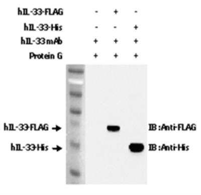 Immunoprecipitation: IL-33 Antibody (IL33305B) [NBP3-11681] - Immunoprecipitation of recombinant hIL-33 proteins using IL-33 antibody (IL33305B). Recombinant hIL-33 Proteins were precipitated. The precipitated proteins were separated by SDS-PAGE, electroblotted, and visualized by Western blot/ECL reaction with anti-FLAG or anti-His.