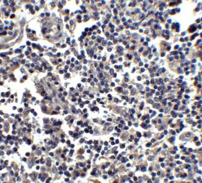 Immunohistochemistry-Paraffin: IL-33 Antibody [NBP1-76394] - Analysis of of IL-33 in human lymph node tissue with IL-33 antibody at 2.5 ug/ml.