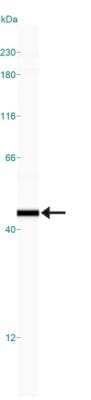 Simple Western: IL-33 Antibody [NBP2-24858] - Lane view shows a specific band for IL-33 in 0.05 mg/ml of Jurkat lysate.  This experiment was performed under reducing conditions using the 12-230 kDa separation system.