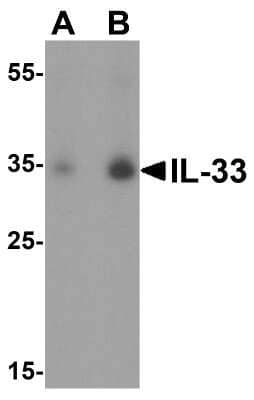 Western Blot: IL-33 Antibody [NBP1-76394] - Analysis of IL-33 in A-20 cell lysate with IL-33 antibody at (A) 1 and (B) 2 ug/mL.