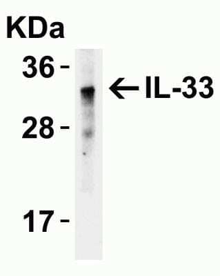 Western Blot: IL-33 Antibody [NBP1-76394] - Loading: 15ug of human lung lysate. Antibodies: IL-33, 2 g/mL , 1h incubation at RT in 5% NFDM/TBST.Secondary: Goat anti-rabbit IgG HRP conjugate at 1:10000 dilution.