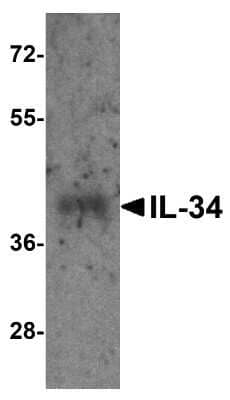 Western Blot: IL-34 Antibody [NBP1-76356] - Analysis of 125 ng of recombinant human IL-34 with IL-34 antibody at 1 ug/ml.