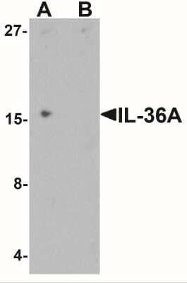 Western Blot: IL-36 alpha/IL-1F6 Antibody [NBP2-41238] - Western blot analysis of IL-36A in MCF7 cell lysate with IL-36A antibody at 1 ug/ml in (A) the absence and (B) the presence of blocking peptide.