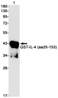Western Blot: IL-4 Antibody (S08-2A7) [NBP3-19749] - Western blot detection of IL-4 in GST-IL-4 (aa25-153) cell lysates using NBP3-19749 (1:1000 diluted). Predicted band size: 17kDa. Observed band size: 17kDa.