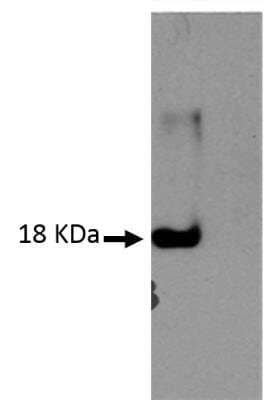 Western Blot: IL-4 Antibody (V17P1B4*B12) [Ovalbumine] - Azide and BSA Free [NBP2-61126] - Western blot image showing detection of recombinant IL4-4B1 (200 ng) using Anti-IL4-4B1 [V17P1B4*B12] at 1/2 dilution. Arrow indicates a correct band of 18 KDa.