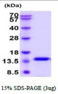 SDS-Page: Recombinant Mouse IL-4 Protein [NBP2-52393] - 15% SDS Page (3 ug)