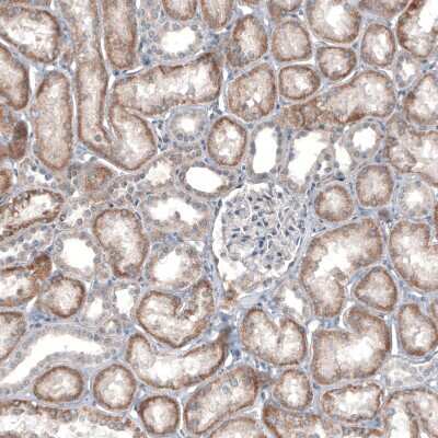 Immunohistochemistry-Paraffin IL-4I1 Antibody (CL9071) - BSA Free