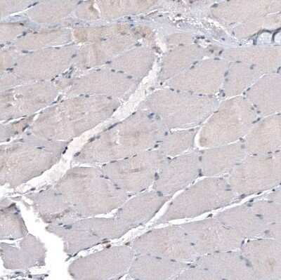 Immunohistochemistry-Paraffin IL-4I1 Antibody (CL9071) - BSA Free