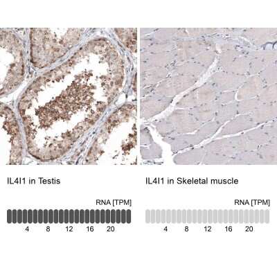 Immunohistochemistry-Paraffin IL-4I1 Antibody (CL9071) - BSA Free