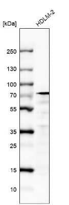 Western Blot IL-4I1 Antibody (CL9071) - BSA Free
