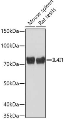 Western Blot: IL-4I1 Antibody [NBP3-03586] - Western blot analysis of extracts of various cell lines, using IL-4I1 antibody (NBP3-03586) at 1:1000 dilution. Secondary antibody: HRP Goat Anti-Rabbit IgG (H+L) at 1:10000 dilution. Lysates/proteins: 25ug per lane. Blocking buffer: 3% nonfat dry milk in TBST. Detection: ECL Basic Kit. Exposure time: 10s.