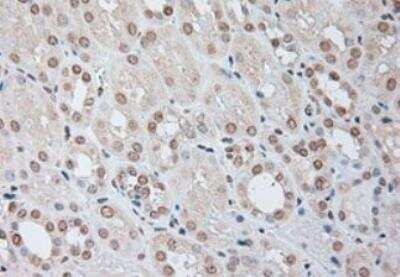 Immunohistochemistry-Paraffin: IL-6 Antibody (OTI3G9) - Azide and BSA Free [NBP2-71027] - Staining of  Human Kidney tissue within the normal limits using anti-IL-6 mouse monoclonal antibody. (Heat-induced epitope retrieval by 10mM citric buffer, pH6.0, 100 degrees C for 10min.