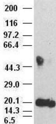 Western Blot: IL-6 Antibody (OTI3G9) - Azide and BSA Free [NBP2-71027] - IL6 antibody (3G9) at 1:500000 + recombinant human IL6 antibody (2G3) at 1:2000