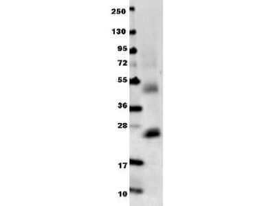 Western Blot: IL-6 Antibody [NBP1-77894] - Shows detection of recombinant mouse IL-6 raised in E.coli. Recombinant truncated protein (0.1 ug, 21.7 kDa) was loaded on to an SDS-PAGE gel, and after separation, transferred to nitrocellulose. The membrane was blocked with 1% BSA in TBST for 30 min at RT, followed by incubation with Anti-Mouse IL-6 antibody diluted 1:1,000 in 1% BSA in TBST overnight at 4C. After washes, the blot was reacted with secondary antibody DyLight (TM) 649 conjugated Anti-Rabbit IgG (H&L) (Goat) Antibody diluted 1:20,000 in blocking buffer for 30 min. at RT.