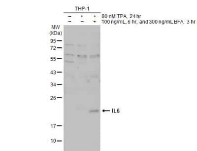 Western Blot: IL-6 Antibody [NBP2-16957] - Untreated (-) and treated (+) THP-1 whole cell extracts (30 ug) were separated by 12% SDS-PAGE, and the membrane was blotted with IL6 antibody diluted at 1:500. The HRP-conjugated anti-rabbit IgG antibody (NBP2-19301) was used to detect the primary antibody.