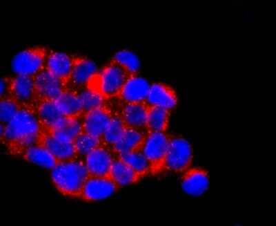 Immunocytochemistry/Immunofluorescence: IL-7 Antibody (AH31-34) [NBP2-67278] - Staining IL7 in 293T cells (red). The nuclear counter stain is DAPI (blue). Cells were fixed in paraformaldehyde, permeabilised with 0.25% Triton X100/PBS.