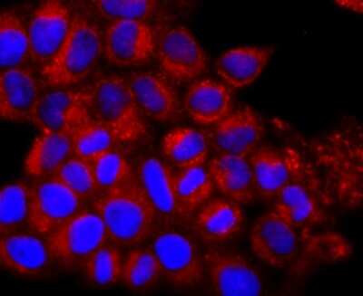 Immunocytochemistry/Immunofluorescence: IL-7 Antibody (AH31-34) [NBP2-67278] - Staining IL7 in Hela cells (red). The nuclear counter stain is DAPI (blue). Cells were fixed in paraformaldehyde, permeabilised with 0.25% Triton X100/PBS.