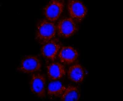 Immunocytochemistry/Immunofluorescence: IL-7 Antibody (AH31-34) [NBP2-67278] - Staining IL7 in HepG2 cells (red). The nuclear counter stain is DAPI (blue).Cells were fixed in paraformaldehyde, permeabilised with 0.25% Triton X100/PBS.