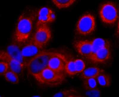 Immunocytochemistry/Immunofluorescence: IL-7 Antibody (AH31-34) [NBP2-67278] - Staining IL7 in MCF-7 cells (red). The nuclear counter stain is DAPI (blue). Cells were fixed in paraformaldehyde, permeabilised with 0.25% Triton X100/PBS.