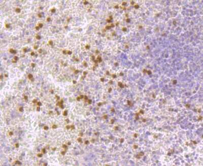 Immunohistochemistry-Paraffin: IL-7 Antibody (AH31-34) [NBP2-67278] - Analysis of paraffin-embedded human spleen tissue using anti-IL7 antibody. Counter stained with hematoxylin.