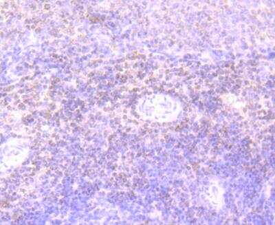 Immunohistochemistry-Paraffin: IL-7 Antibody (AH31-34) [NBP2-67278] - Analysis of paraffin-embedded rat spleen tissue using anti-IL7 antibody. Counter stained with hematoxylin.