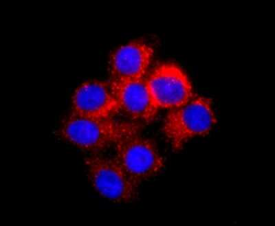 Immunocytochemistry/Immunofluorescence: IL-7 Antibody (AH34-12) [NBP2-67277] - Staining IL7 in HepG2 cells (red). The nuclear counter stain is DAPI (blue). Cells were fixed in paraformaldehyde, permeabilised with 0.25% Triton X100/PBS.