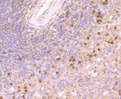 Immunohistochemistry-Paraffin: IL-7 Antibody (AH34-12) [NBP2-67277] - Analysis of paraffin-embedded human spleen tissue using anti-IL7 antibody. Counter stained with hematoxylin.