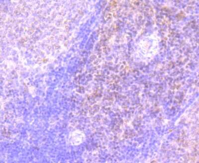 Immunohistochemistry-Paraffin: IL-7 Antibody (AH34-12) [NBP2-67277] - Analysis of paraffin-embedded rat spleen tissue using anti-IL7 antibody. Counter stained with hematoxylin.