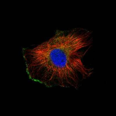 Immunocytochemistry/Immunofluorescence: IL-7 Antibody (CL11132) [NBP3-07998] - Staining of U-251 cells using the Anti-IL-7 monoclonal antibody, showing specific staining in the plasma membrane in green. Microtubule- and nuclear probes are visualized in red and blue, respectively (where available).