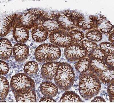 Immunohistochemistry-Paraffin: IL-7 Antibody [NBP1-83111] - Staining of human stomach shows strong cytoplasmic and membranous positivity in glandular cells.