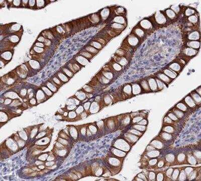 Immunohistochemistry-Paraffin: IL-7 Antibody [NBP1-83111] - Staining of human small intestine shows strong cytoplasmic and membranous positivity in glandular cells.