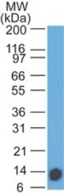 Western Blot: IL-7 R alpha/CD127 Antibody (73N4E10) - Azide Free [NBP2-25263] - Analysis an IL-17R recombinant protein fragment using IL7 Receptor alpha antibody at 2 ug/ml.