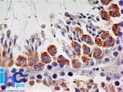 Immunohistochemistry-Paraffin: IL-7 R alpha/CD127 Antibody (73N8F2) - Azide Free [NBP2-25264] - Formalin-fixed, paraffin-embedded mouse testis stained with this antibody at 5 ug/ml.