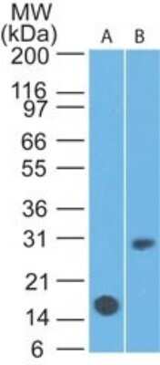 Western Blot: IL-7R alpha/CD127 Antibody (22F3D9) - Azide and BSA Free [NBP2-80812] - Analysis of CD127 in A) a partial recombinant protein and B) Daudi lysate using CD127 antibody at 0.5 ug/ml and 5 ug/ml respectively. Goat anti-mouse Ig HRP secondary antibody and PicoTect ECL substrate solution were used for this test. Image from the standard format of this antibody.