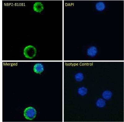Immunocytochemistry/Immunofluorescence: IL-7R alpha/CD127 Antibody (YIL7R323) [NBP2-81081] - Immunofluorescence staining of fixed human peripheral blood monocytes (PBMs) with IL-7R alpha/CD127 Antibody (YIL7R323) [NBP2-81081]. Immunofluorescence analysis of paraformaldehyde fixed human PBMs on Shi-fix coverslips, permeabilized with 0.15% Triton and stained with the chimeric rabbit IgG version of YIL7R323 [NBP2-81081] at 10 ug/ml for 1h followed by Alexa Fluor 488 secondary antibody (1 ug/ml), showing membrane staining. The nuclear stain is DAPI (blue). Panels show from left-right, top-bottom NBP2-81081, DAPI, merged channels and an isotype control. The isotype control was stained with an anti-Fluorescein antibody followed by Alexa Fluor 488 secondary antibody.
