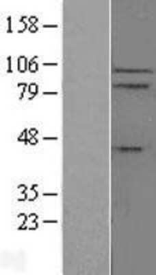 Western Blot IL-17RC Overexpression Lysate