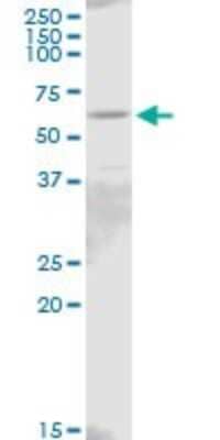 Western Blot: IL18R1 Antibody [H00008809-B01P] - Analysis of IL18R1 expression in HeLa.