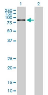 Western Blot: IL18R1 Antibody [H00008809-B01P] - Analysis of IL18R1 expression in transfected 293T cell line by IL18R1 polyclonal antibody.  Lane 1: IL18R1 transfected lysate(59.51 KDa). Lane 2: Non-transfected lysate.