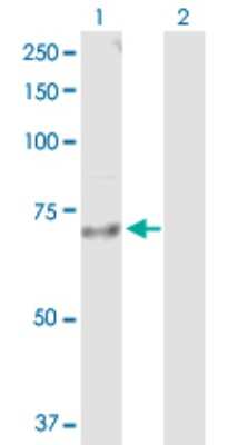 Western Blot: IL18R1 Antibody [H00008809-D01P] - Analysis of IL18R1 expression in transfected 293T cell line by IL18R1 polyclonal antibody.Lane 1: IL18R1 transfected lysate(62.30 KDa).Lane 2: Non-transfected lysate.