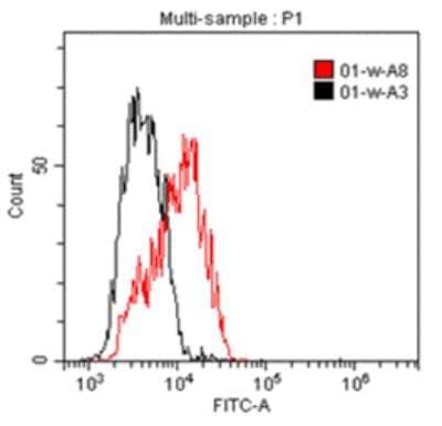 Flow Cytometry: IL1RAPL1 Antibody (B-L43) - Azide and BSA Free [NBP3-18110] - A typical staining pattern of KU812 cell line with the B-L43 monoclonal antibody.