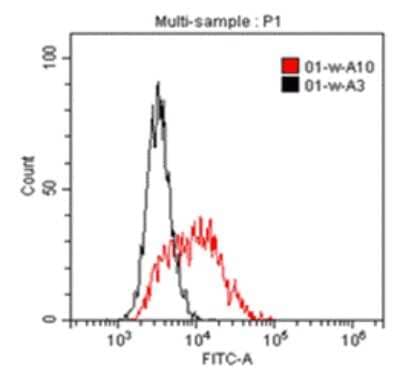 Flow Cytometry: IL1RAPL1 Antibody (B-R58) - Azide and BSA Free [NBP3-18111] - A typical staining pattern of KU812 cell line with the B-R58 monoclonal antibody.