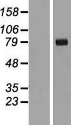 Western Blot: IL1RAPL2 Overexpression Lysate (Adult Normal) [NBL1-11931] Left-Empty vector transfected control cell lysate (HEK293 cell lysate); Right -Over-expression Lysate for IL1RAPL2.